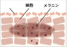 シミに効くメカニズム